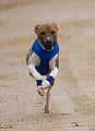 Basenji KSM Muenster 2014 (1019)